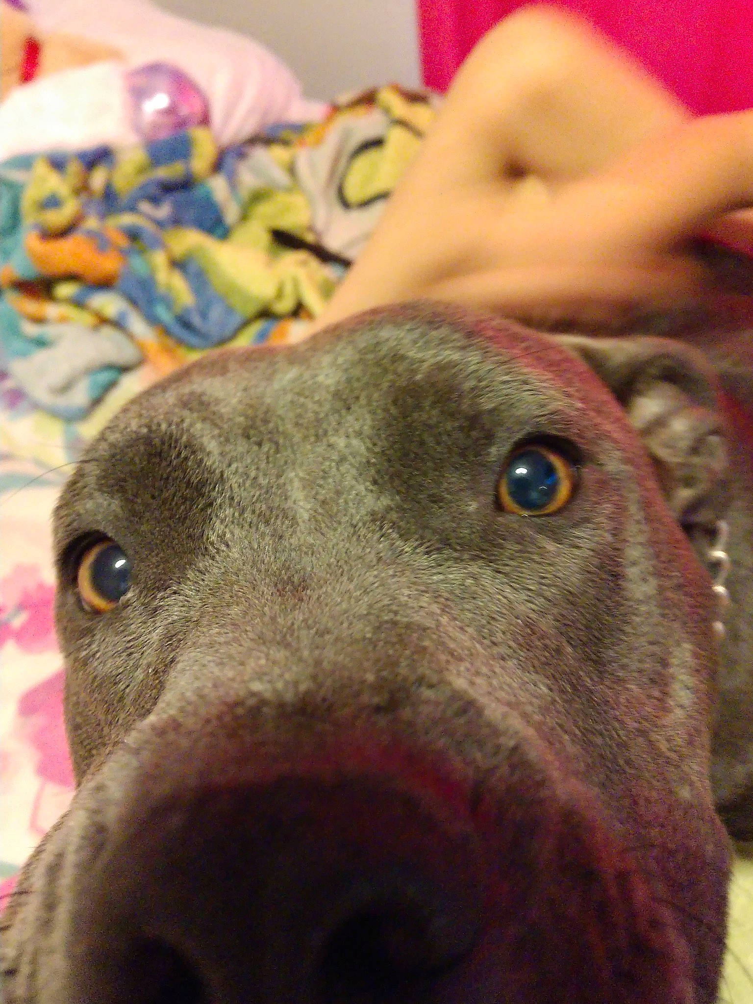 Zoey joined the competition — help win amazing prizes! canidae, carnivore, dog, dog_breed, ear, eye, fawn, greyhound, head, jaw, mammal, non_sporting_group, nose, snout, sporting_group, vertebrate, weimaraner, whiskers