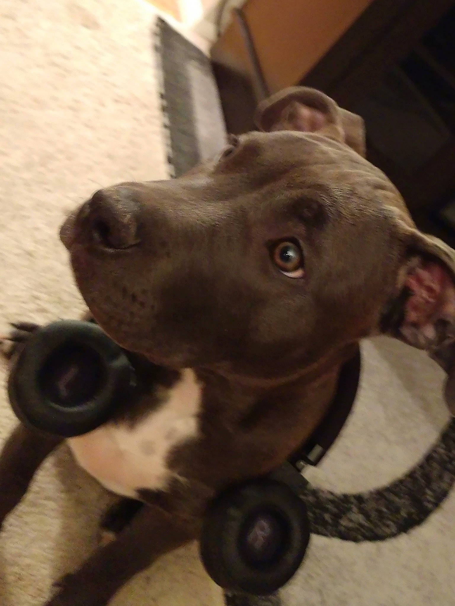 Zoey is registered to the contest to win money with this photo: american_pit_bull_terrier, american_staffordshire_terrier, bandog, canidae, carnivore, dog, dog_breed, ear, fawn, non_sporting_group, nose, pit_bull, puppy, snout, sporting_group, staffordshire_bull_terrier