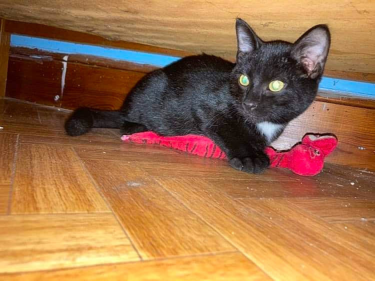 Cookies participe au concours pour gagner de l'argent avec cette photo : black_cat, carnivore, cat, cat_toy, comfort, eye, felidae, floor, flooring, hardwood, laminate_flooring, plank, small_to_medium_sized_cats, snout, tail, varnish, whiskers, wood, wood_flooring, wood_stain