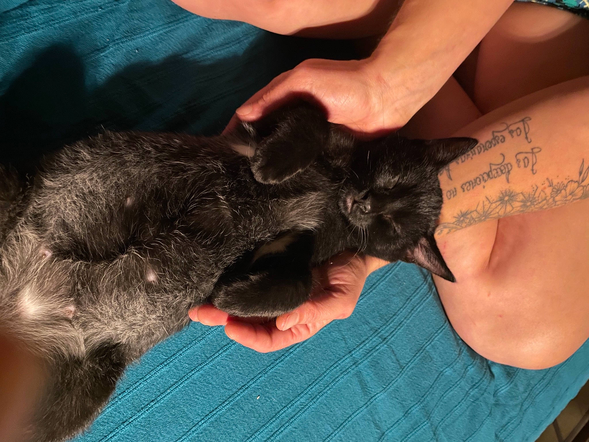 Cookies a rejoint le concours — aidez-le/la à gagner de superbes lots ! blue, carnivore, comfort, companion_dog, dog_breed, felidae, finger, fur, gesture, hand, handwriting, nail, paw, small_to_medium_sized_cats, snout, sporting_group, terrestrial_animal, thumb, vertebrate, wrist