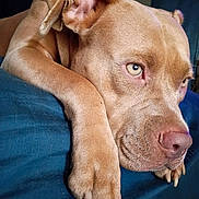 Koko is registered to the contest to win money with this photo: dog, brown_dog, paw, close_up, resting, indoor, sleepy, nose, fur, pet, animal, face, canine, expression, portrait, blue_background, large_dog, relaxed, laying_down, domestic_animal