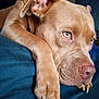 dog, brown_dog, paw, close_up, resting, indoor, sleepy, nose, fur, pet, animal, face, canine, expression, portrait, blue_background, large_dog, relaxed, laying_down, domestic_animal