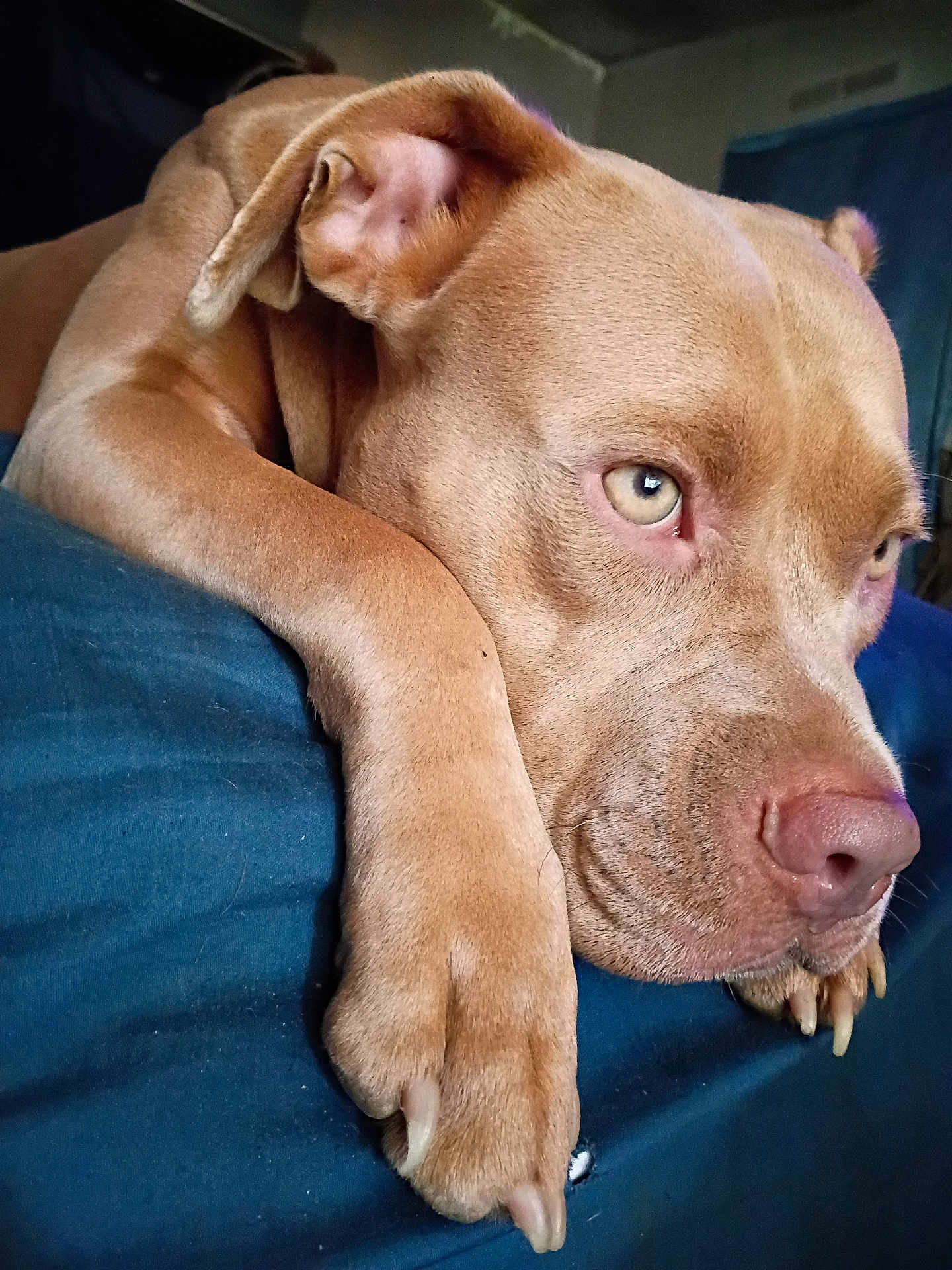 Koko is registered to the contest to win money with this photo: dog, brown_dog, paw, close_up, resting, indoor, sleepy, nose, fur, pet, animal, face, canine, expression, portrait, blue_background, large_dog, relaxed, laying_down, domestic_animal