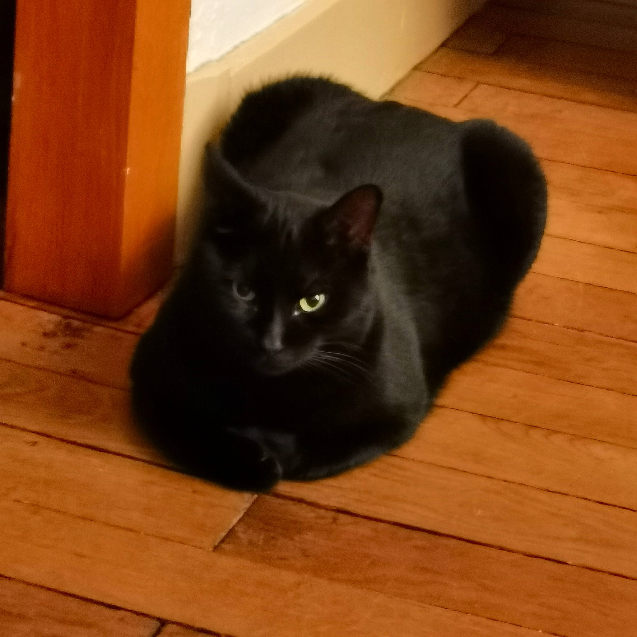 Aladin participe au concours pour gagner de l'argent avec cette photo : black_cat, bombay, carnivore, cat, domestic_short_haired_cat, felidae, floor, flooring, fur, grey, hardwood, laminate_flooring, plank, small_to_medium_sized_cats, snout, tail, whiskers, wood, wood_flooring, wood_stain