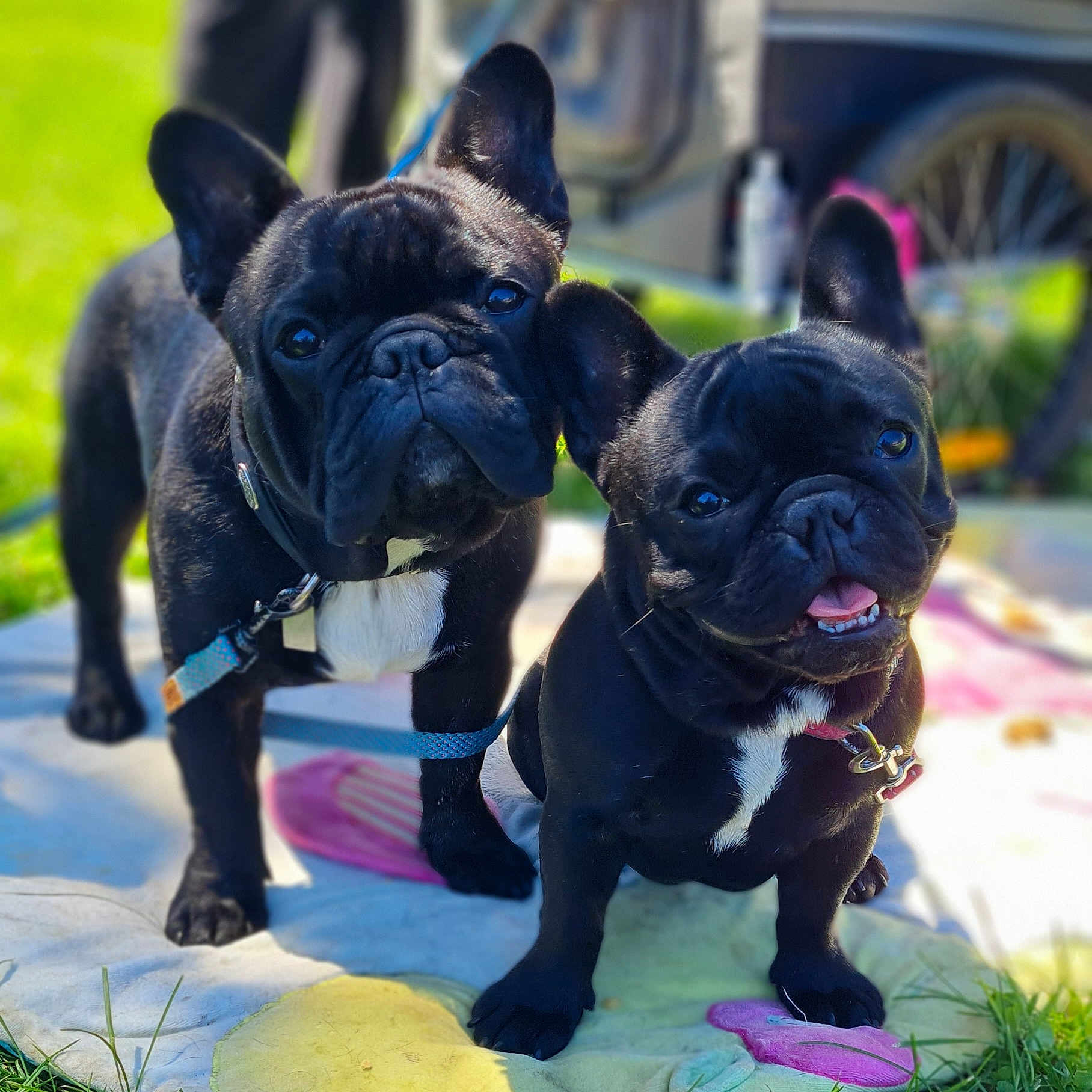 Mars-Smeurf a rejoint le concours — aidez-le/la à gagner de superbes lots ! animal, boxer, boy, bulldog, canine, car, child, dog, frenchbulldog, machine, male, person, pet, pitbull, pug, puppy, transportation, vehicle, wheel