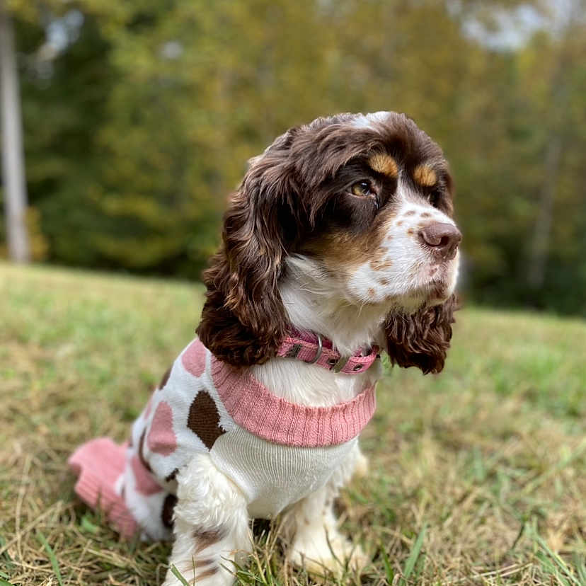 Olive Marie is registered to the contest to win money with this photo: animal, background_blur, brown, canine, collar, cute, dog, field, fur, grass, nature, outdoor, pet, pink, portrait, puppy, sitting, sweater, white, young