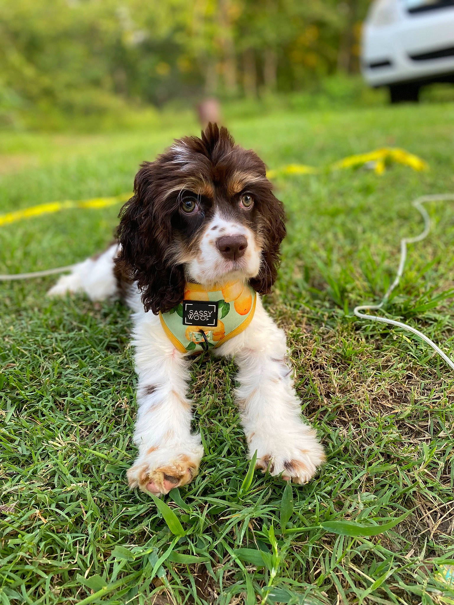 Olive joined the competition — help win amazing prizes! canidae, car, carnivore, cavalier_king_charles_spaniel, companion_dog, dog, dog_breed, fawn, grass, gun_dog, liver, plant, snout, spaniel, sporting_group, tail, terrestrial_animal, toy_dog, vehicle, water_dog