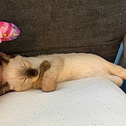 Budi a rejoint le concours — aidez-le/la à gagner de superbes lots ! kitten, cat, sleeping, siamese, paw, toy, plush, cozy, cute, resting, indoor, animal, pet, feline, soft, relaxed, nap, couch, colorful, peaceful