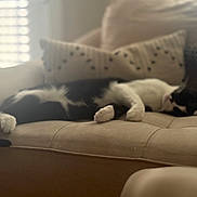 Felix is registered to the contest to win money with this photo: cat, black_and_white, sleeping, couch, pillows, indoor, relaxing, pet, feline, fur, whiskers, home, window, sunlight, cozy, resting, animal, domestic, comfortable, living_room