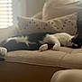 cat, black_and_white, sleeping, couch, pillows, indoor, relaxing, pet, feline, fur, whiskers, home, window, sunlight, cozy, resting, animal, domestic, comfortable, living_room