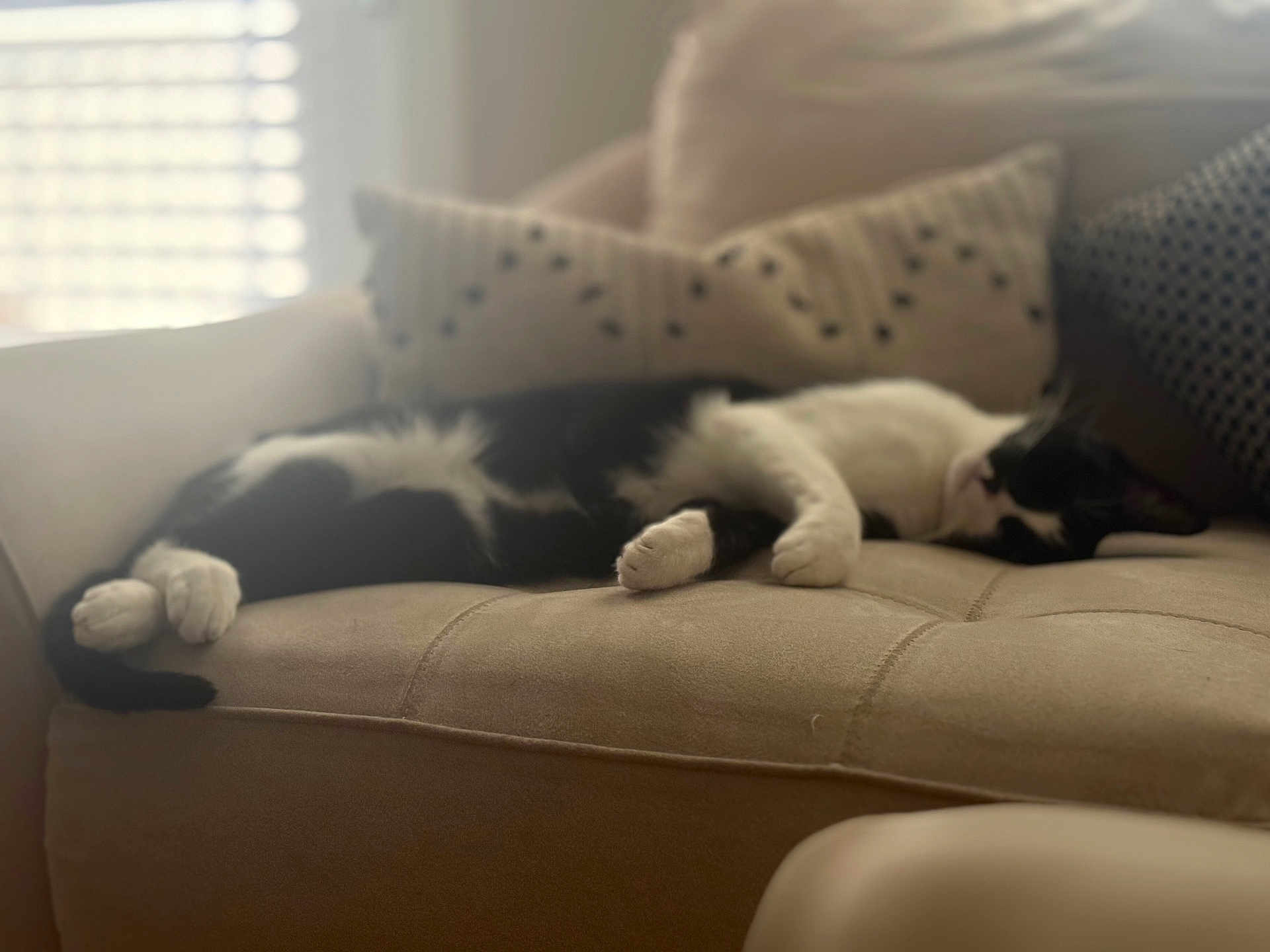 Felix is registered to the contest to win money with this photo: cat, black_and_white, sleeping, couch, pillows, indoor, relaxing, pet, feline, fur, whiskers, home, window, sunlight, cozy, resting, animal, domestic, comfortable, living_room