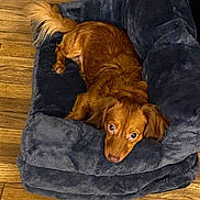 Gus joined the competition — help win amazing prizes! dog, pet_bed, wooden_floor, brown_dog, fur, resting, looking_up, indoor, cozy, home, animal, mammal, canine, ears, tail, cute, relaxed, comfort, soft, domestic