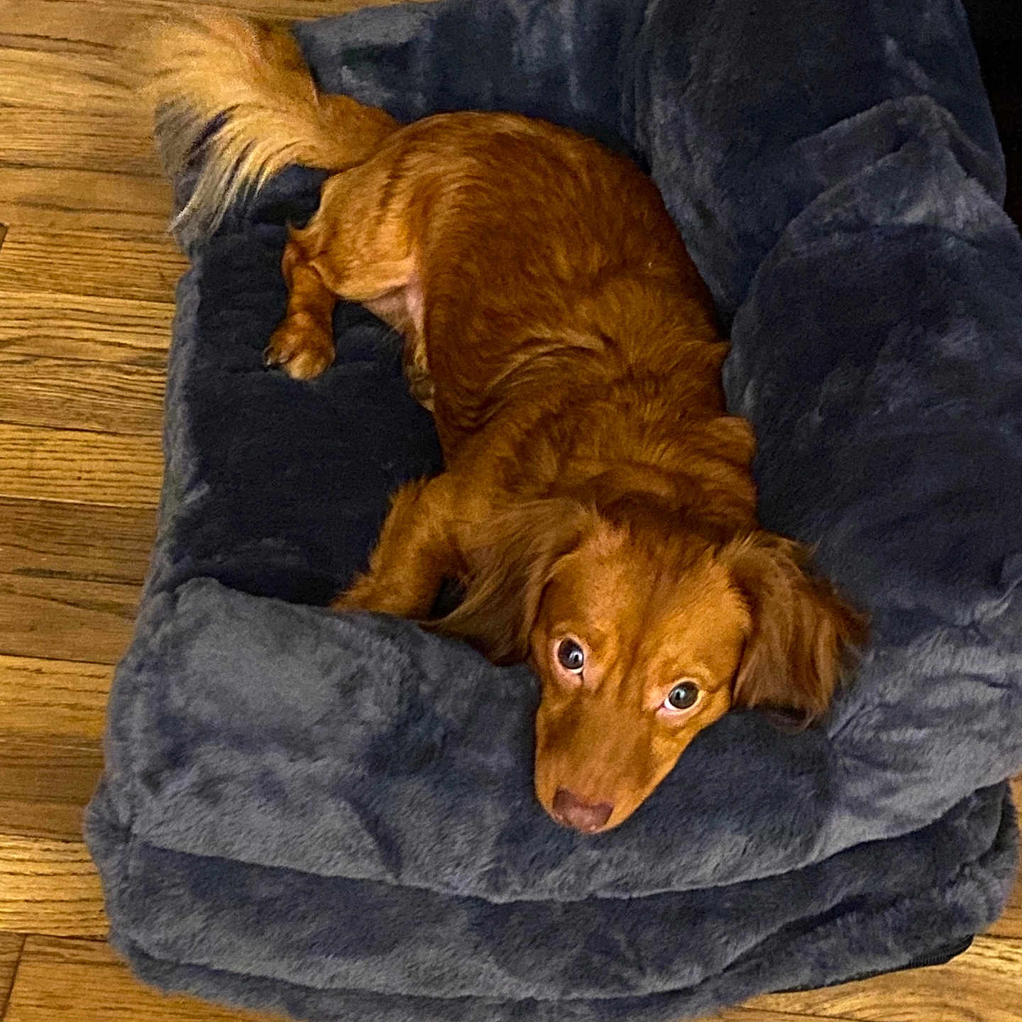 Gus joined the competition — help win amazing prizes! animal, brown_dog, canine, comfort, cozy, cute, dog, domestic, ears, fur, home, indoor, looking_up, mammal, pet_bed, relaxed, resting, soft, tail, wooden_floor