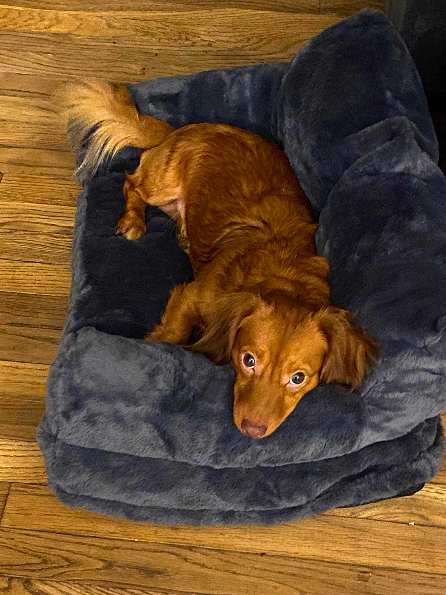 Gus joined the competition — help win amazing prizes! dog, pet_bed, wooden_floor, brown_dog, fur, resting, looking_up, indoor, cozy, home, animal, mammal, canine, ears, tail, cute, relaxed, comfort, soft, domestic