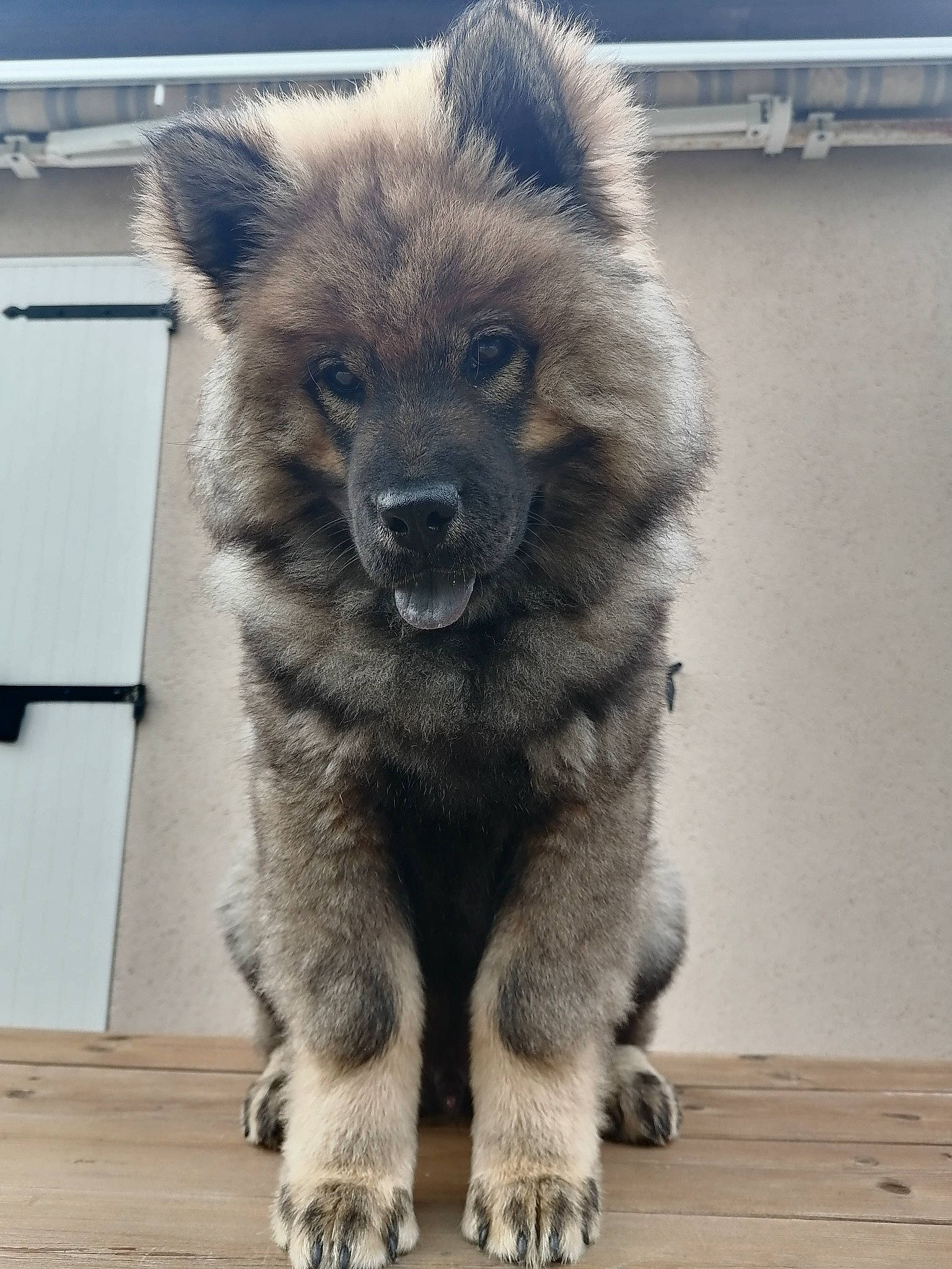 Sayko participe au concours pour gagner de l'argent avec cette photo : canidae, canis, carnivore, companion_dog, dog, dog_breed, fur, grey, hardwood, mirror, plank, snout, terrestrial_animal, varnish, wildlife, wood, working_animal