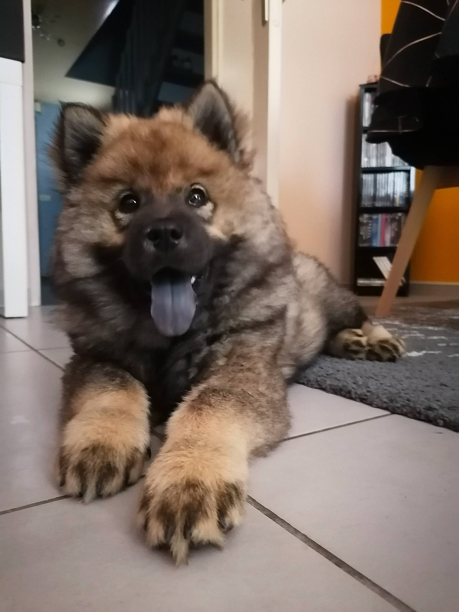 Sayko participe au concours pour gagner de l'argent avec cette photo : ancient_dog_breeds, canidae, canis, carnivore, companion_dog, dog, dog_breed, fawn, flooring, fur, keeshond, non_sporting_group, paw, shelf, snout, sporting_group, terrestrial_animal, working_animal, working_dog