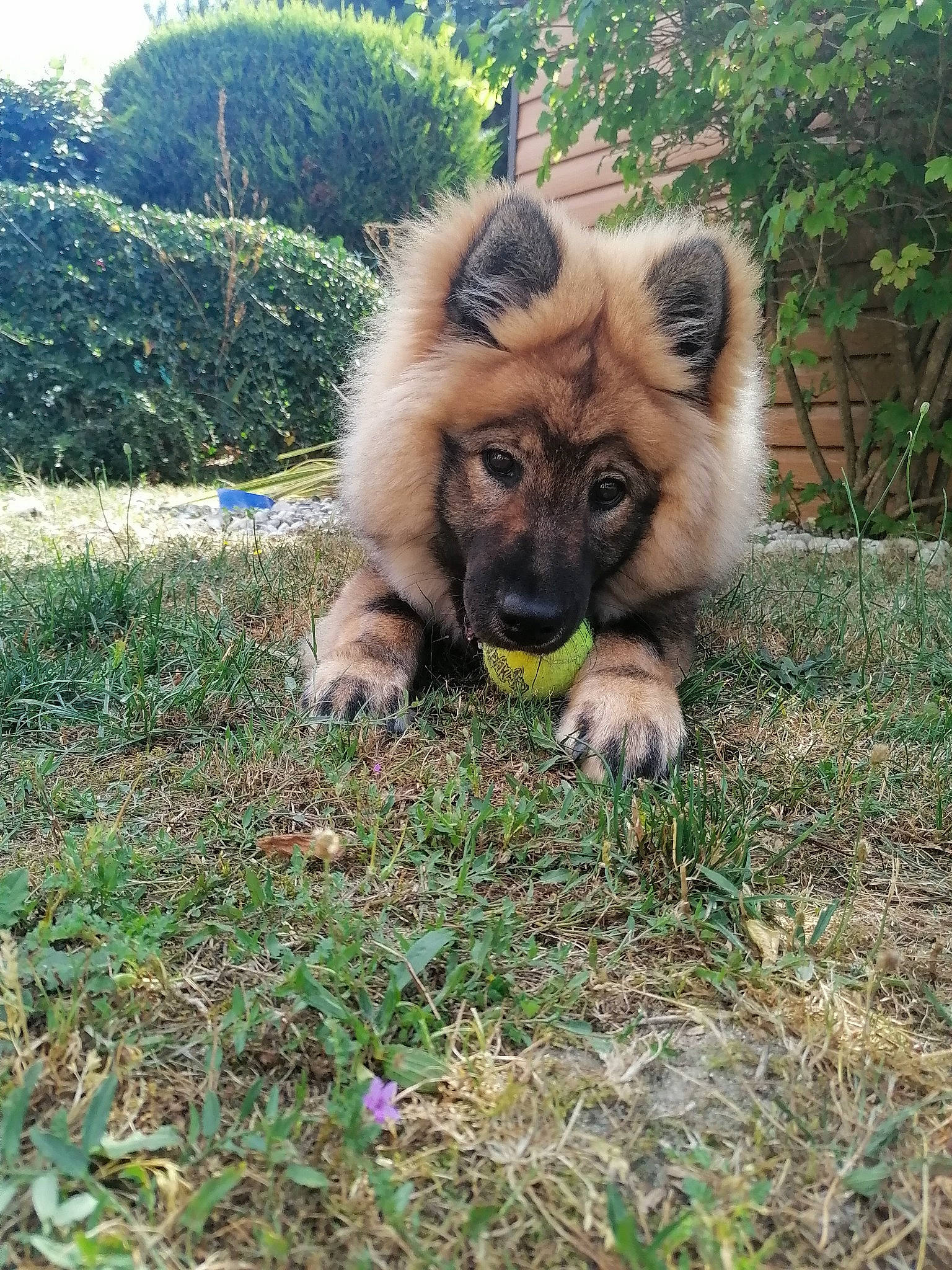 Sayko participe au concours pour gagner de l'argent avec cette photo : canidae, carnivore, companion_dog, dog_breed, fawn, fur, german_spitz_klein, grass, grassland, groundcover, plant, primate, snout, sporting_group, terrestrial_animal, tree, wildlife, working_animal, zoo