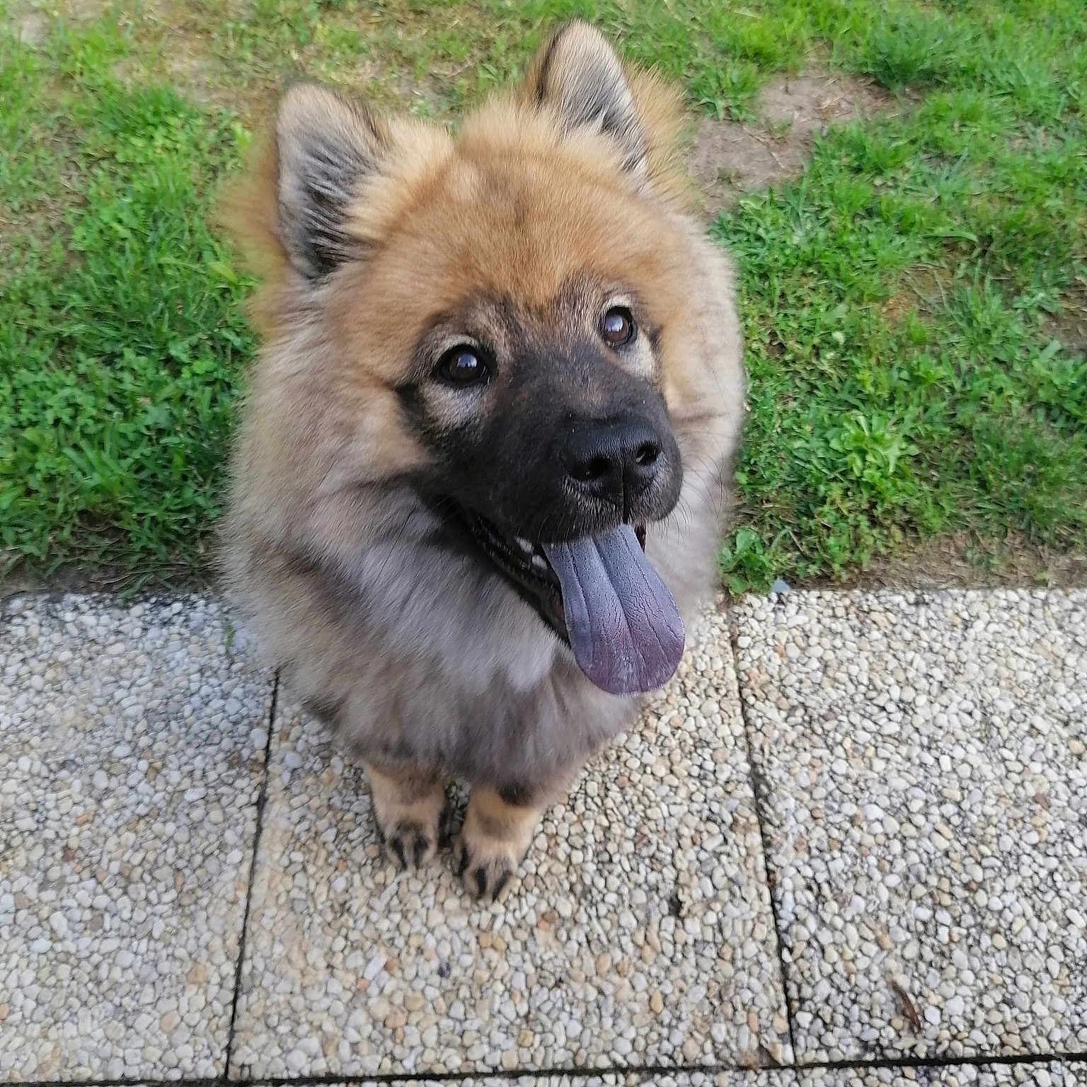 Sayko