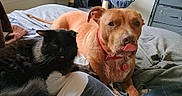 Buster is registered to the contest to win money with this photo: cat, dog, bed, indoor, pet, animal, resting, black_cat, brown_dog, tongue_out, furniture, window, blanket, cozy, cat_tree, collar, domestic, cute, relaxed, sleepy