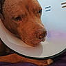 Buster is registered to the contest to win money with this photo: dog, cone_collar, pet, brown_dog, resting, bed, blanket, indoor, animal, canine, sad, tired, closeup, head, snout, ears, fur, companion, domestic, comfort