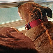 Buster is registered to the contest to win money with this photo: dog, brown_dog, red_collar, window, blinds, sunlight, blanket, cushion, indoor, pet, looking_out, resting, cozy, home, fur, animal, relaxing, daylight, quiet, peaceful