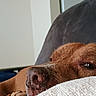 Buster joined the competition — help win amazing prizes! dog, brown_dog, resting, sleepy, blanket, couch, indoor, home, kitchen, refrigerator, relaxed, pet, animal, closeup, snout, paw, fur, cozy, comfortable, domestic