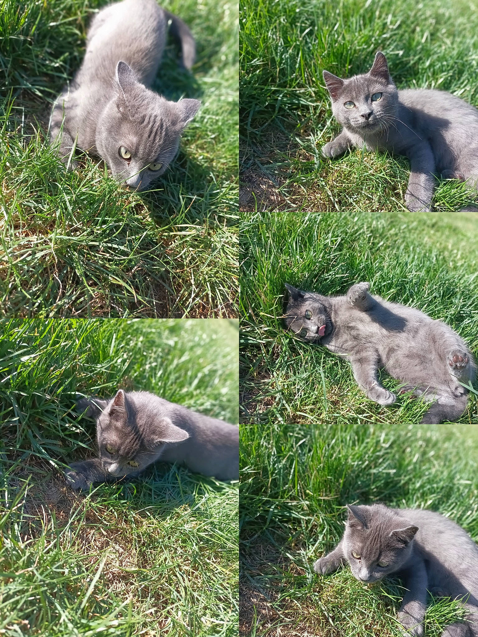 Yumi a rejoint le concours — aidez-le/la à gagner de superbes lots ! adaptation, carnivore, fawn, felidae, fur, grass, grassland, green, groundcover, mammal, natural_landscape, nature, organism, plant, snout, terrestrial_animal, terrestrial_plant, vertebrate, whiskers, wildlife