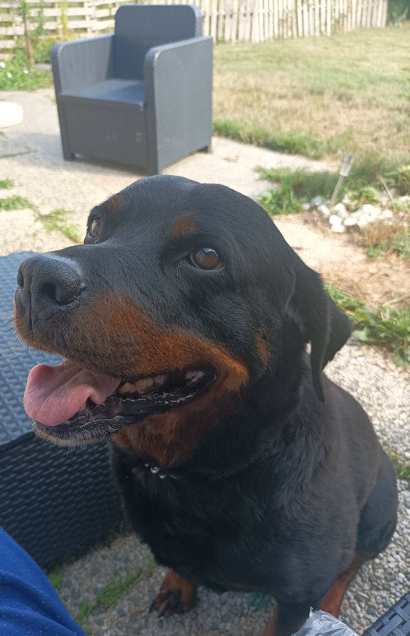 Hélice participe au concours pour gagner de l'argent avec cette photo : canidae, carnivore, collar, companion_dog, dobermann, dog, dog_breed, grass, guard_dog, hound, hunting_dog, liver, montenegrin_mountain_hound, pet_supply, plant, snout, sporting_group, terrestrial_animal, working_animal, working_dog