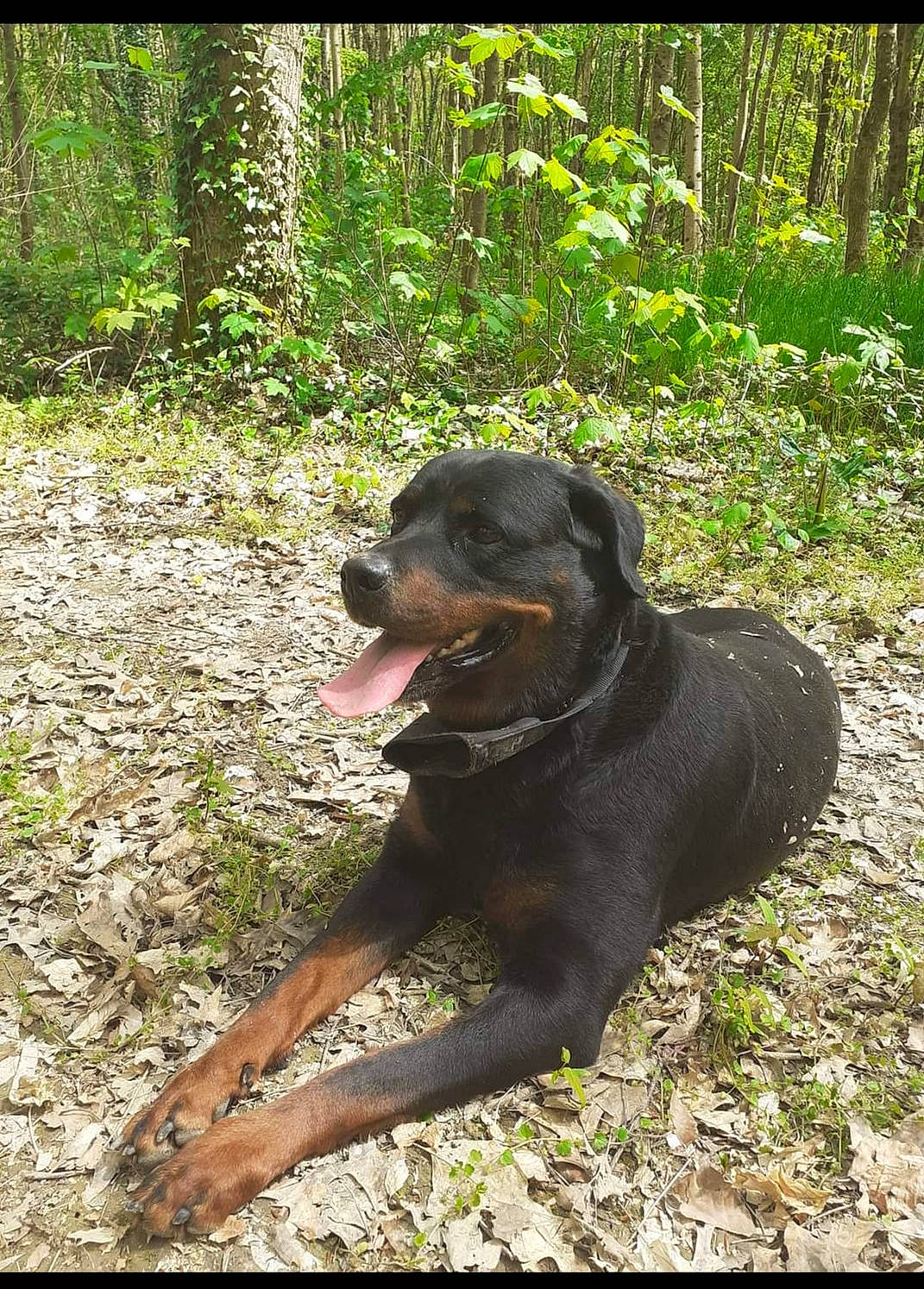 Hélice participe au concours pour gagner de l'argent avec cette photo : adventure, canidae, carnivore, companion_dog, dog, dog_breed, dog_collar, forest, grass, jungle, plant, smile, snout, sporting_group, terrestrial_animal, terrestrial_plant, tree, woodland, working_animal, working_dog