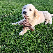 Aegon a rejoint le concours — aidez-le/la à gagner de superbes lots ! animal, canine, chewing, clover, daytime, dog, golden_retriever, grass, greenery, lying_down, nature, outdoor, park, pet, playful, puppy, rope_toy, summer, toy, young_dog