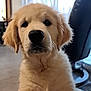puppy, golden_retriever, dog, pet, indoor, floor, curtains, blanket, furniture, closeup, fur, cute, animal, looking, young, cozy, soft_light, portrait, front_view, domestic