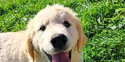Aegon participe au concours pour gagner de l'argent avec cette photo : dog, puppy, golden_retriever, grass, outdoor, sunlight, tongue_out, happy, pet, animal, nature, smiling, canine, fur, playful, young, summer, backyard, relaxed, cute