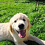 dog, puppy, golden_retriever, grass, outdoor, sunlight, tongue_out, happy, pet, animal, nature, smiling, canine, fur, playful, young, summer, backyard, relaxed, cute