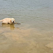 Aegon participe au concours pour gagner de l'argent avec cette photo : dog, puppy, golden_retriever, water, stick, shallow_water, lake, playful, outdoor, animal, pet, canine, nature, summer, wet, young_dog, river, recreation, fun, adorable