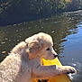 puppy, dog, golden_retriever, kayak, water, river, outdoor, nature, sunlight, reflection, trees, greenery, animal, pet, fur, yellow, summer, daytime, scenery, adventure