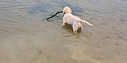 Aegon a rejoint le concours — aidez-le/la à gagner de superbes lots ! animal, canine, daytime, dog, fetch, fur, lake, mud, nature, outdoor, pet, playful, retriever, riverbank, shallow_water, shore, stick, summer, water, wet