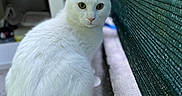 Snow a rejoint le concours — aidez-le/la à gagner de superbes lots ! white_cat, cat, feline, pet, animal, outdoor, curious, fur, sitting, green_fence, concrete, close_up, looking_at_camera, domestic_cat, whiskers, tail, ears, eyes, blurred_background, nature