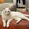 Snow a rejoint le concours — aidez-le/la à gagner de superbes lots ! cat, white_cat, pet, animal, feline, indoor, living_room, sofa, couch, pillow, furniture, relaxed, resting, looking_at_camera, domestic, cozy, home, orange_pillow, clothing, hanger