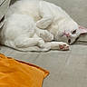 Snow a rejoint le concours — aidez-le/la à gagner de superbes lots ! cat, white_cat, feline, pet, animal, indoor, couch, sofa, pillow, orange_pillow, blue_pillow, relaxed, cute, fur, paw, lying_down, cozy, home, domestic_animal, resting