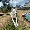 white_dog, dog, grass, yard, outdoor, tree, log, potted_plant, cloudy_sky, house, fence, chew_stick, animal, pet, nature, ground, garden, resting, canine, quiet