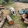 dog, white_dog, stick, yard, logs, grass, plants, gravel, outdoor, fence, gate, car, tree, nature, garden, wood, canine, pet, playful, daylight