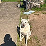dog, white_dog, sitting, outdoor, sunlight, shadow, grass, dirt, paved_path, firewood, logs, garden, plant_pot, tree_stump, nature, daytime, pet, animal, quiet, calm