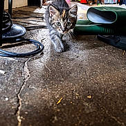 Nina a rejoint le concours — aidez-le/la à gagner de superbes lots ! kitten, cat, indoor, concrete_floor, curious, walking, clutter, tools, cones, chair, plastic_bottle, sunlight, shadow, tail_up, striped_fur, small_animal, close_up, floor_crack, focused, playful