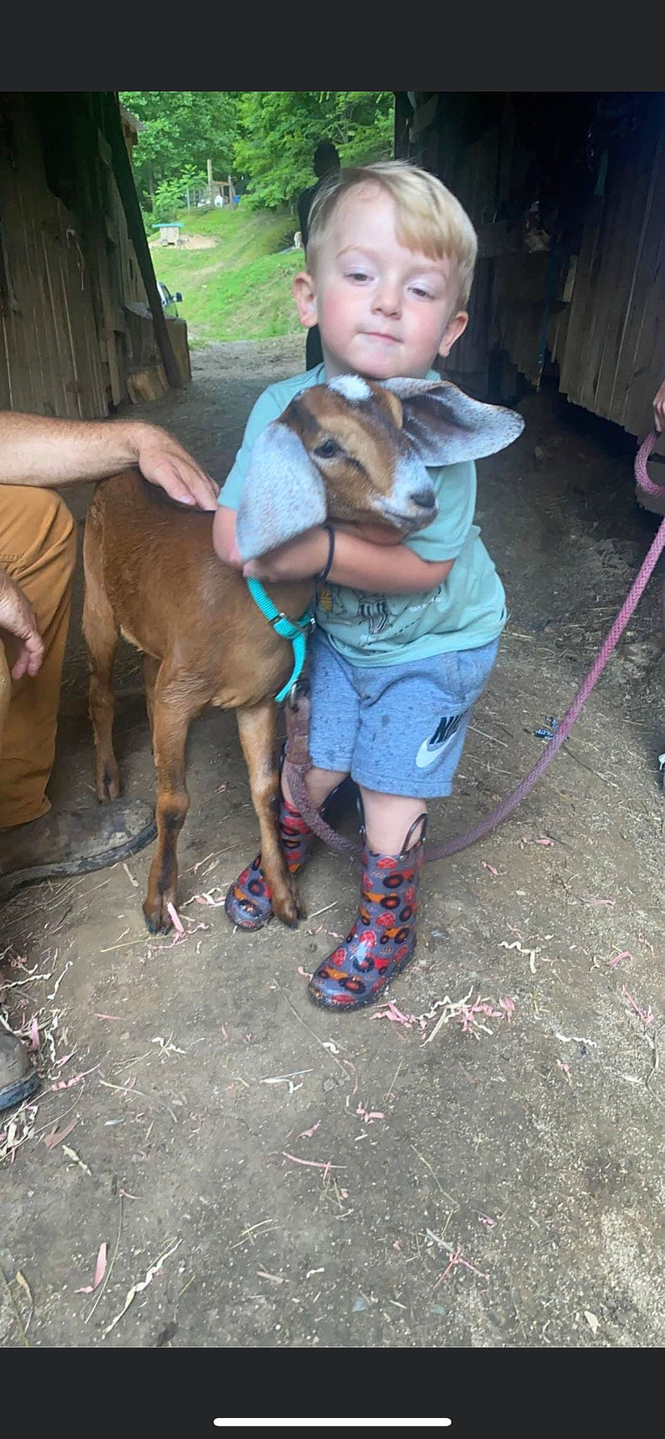 Layne joined the competition — help win amazing prizes! baby, carnivore, child, collar, companion_dog, dog, dog_breed, fawn, flip_flops, fun, human_leg, lap, leash, leg, person, pet_supply, sandal, shorts, thigh, toddler