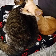 Mamoune a rejoint le concours — aidez-le/la à gagner de superbes lots ! cat, dog, cushion, bed, blanket, tabby_cat, light_colored_dog, resting, sleeping, cozy, indoor, pets, animal, fur, cute, companion, affection, patterned, couch, relaxing