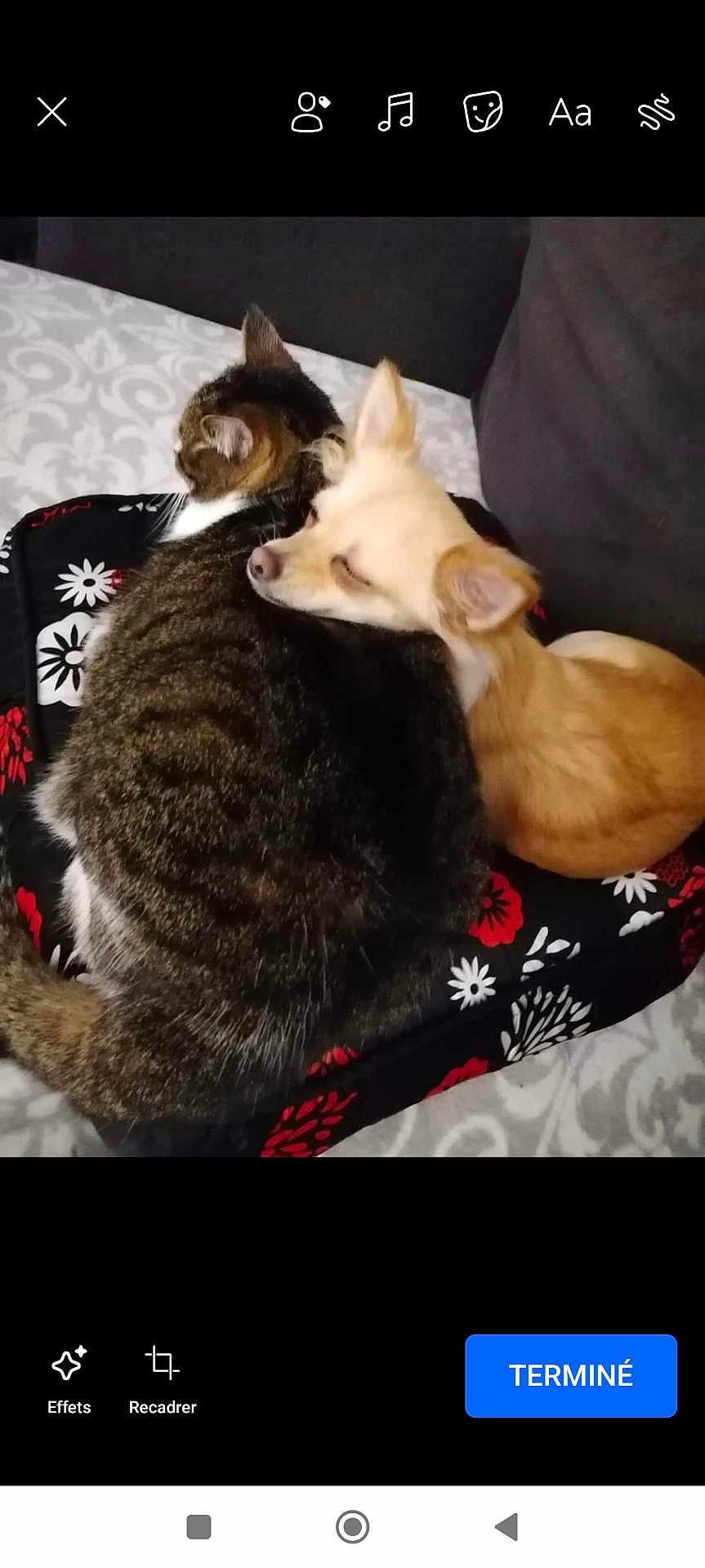 Mamoune a rejoint le concours — aidez-le/la à gagner de superbes lots ! cat, dog, cushion, bed, blanket, tabby_cat, light_colored_dog, resting, sleeping, cozy, indoor, pets, animal, fur, cute, companion, affection, patterned, couch, relaxing