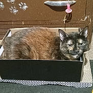 Little-Girl is registered to the contest to win money with this photo: animal, black, box, brown, cabinet, cardboard_box, carpet, cat, cozy, cute, domestic, feline, fur, indoor, paw_prints, pet, pink, resting, tortoiseshell, unimpressed