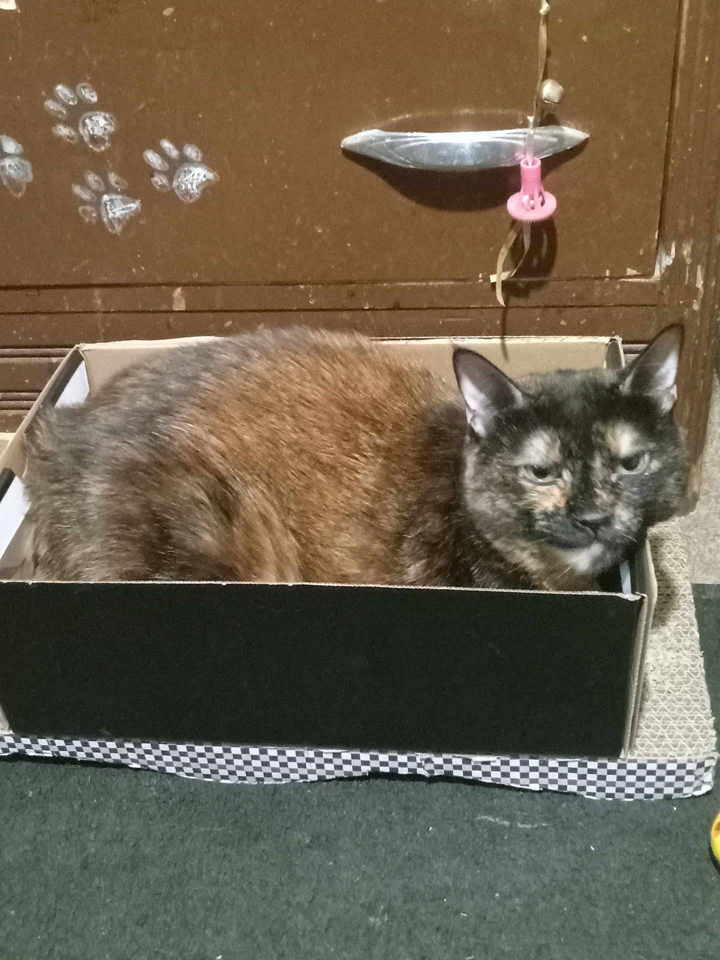 Little-Girl is registered to the contest to win money with this photo: animal, black, box, brown, cabinet, cardboard_box, carpet, cat, cozy, cute, domestic, feline, fur, indoor, paw_prints, pet, pink, resting, tortoiseshell, unimpressed