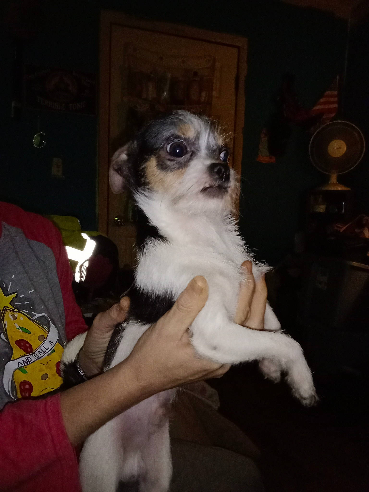 Mitey Mouse joined the competition — help win amazing prizes! canidae, carnivore, companion_dog, dog, dog_breed, dog_supply, fawn, felidae, fur, guitar, guitar_accessory, musical_instrument, non_sporting_group, paw, sporting_group, toy_dog, whiskers