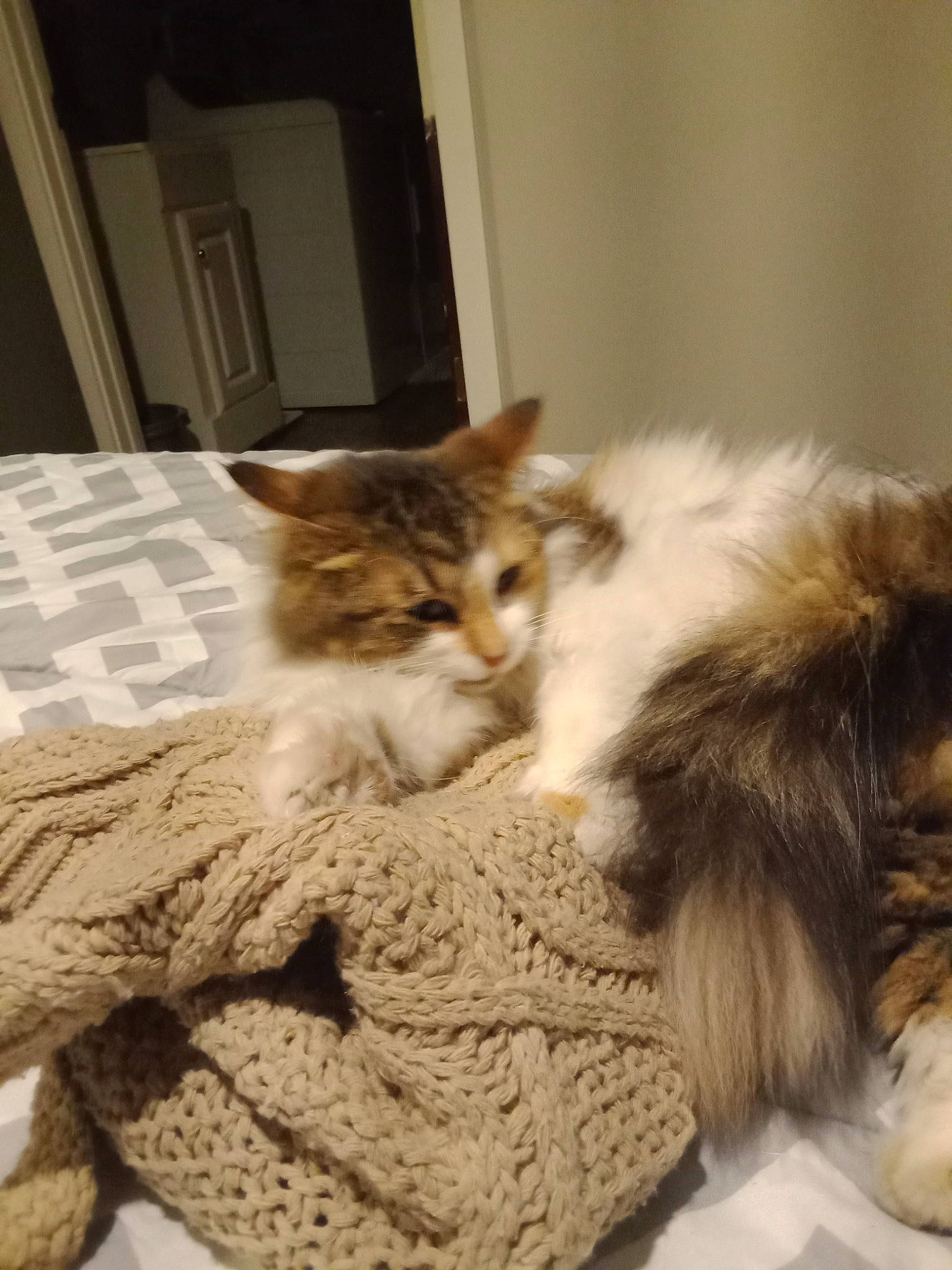 Little Girl joined the competition — help win amazing prizes! bed_sheet, box, carnivore, cat, claw, comfort, domestic_short_haired_cat, door, fawn, felidae, flooring, fur, hardwood, linens, paw, small_to_medium_sized_cats, tail, whiskers, wood, woven_fabric